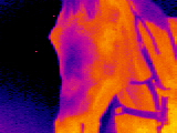 Infrared-horse (1)