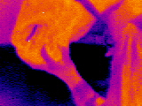 Infrared-horse.JPG