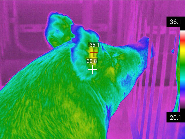 Using an infrared camera to detect fluctuations in pigs
